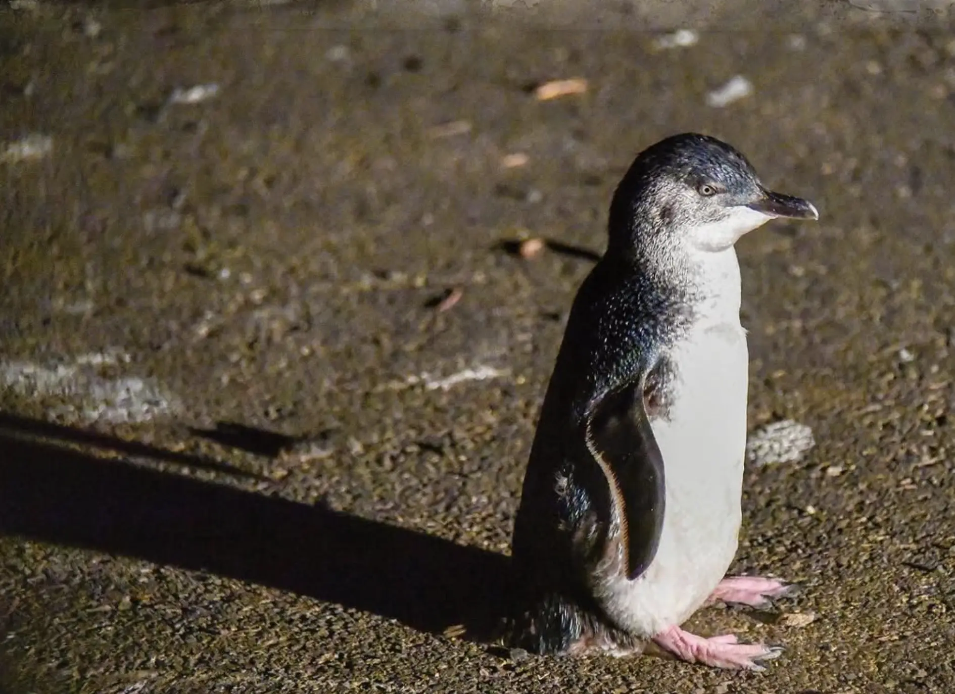Penguin Parade Australia