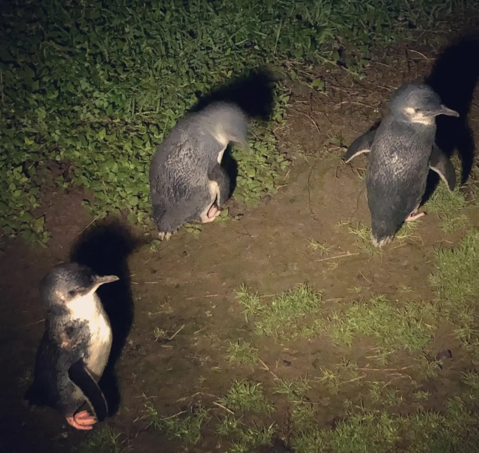 Phillip Island Penguins