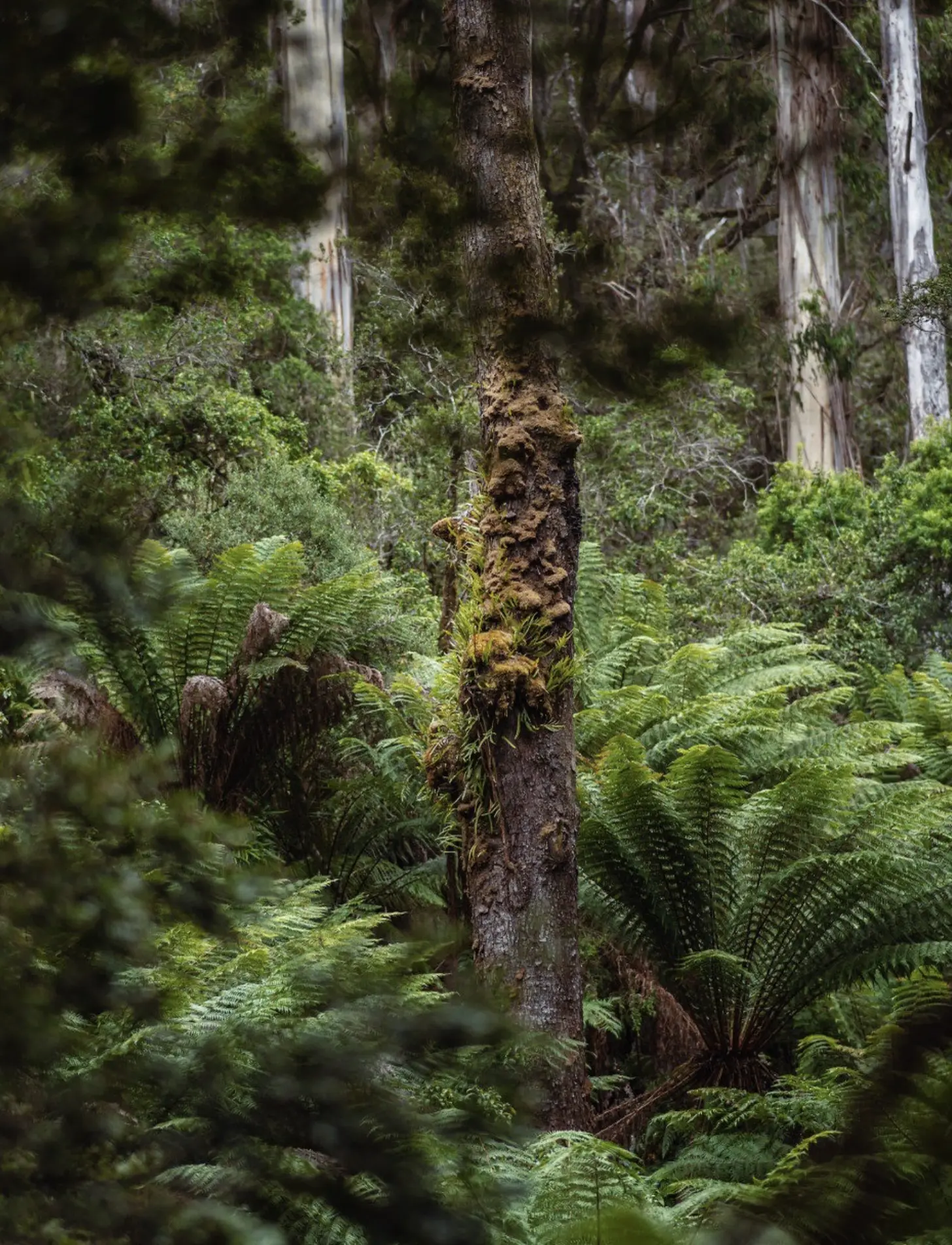 Otway National Park