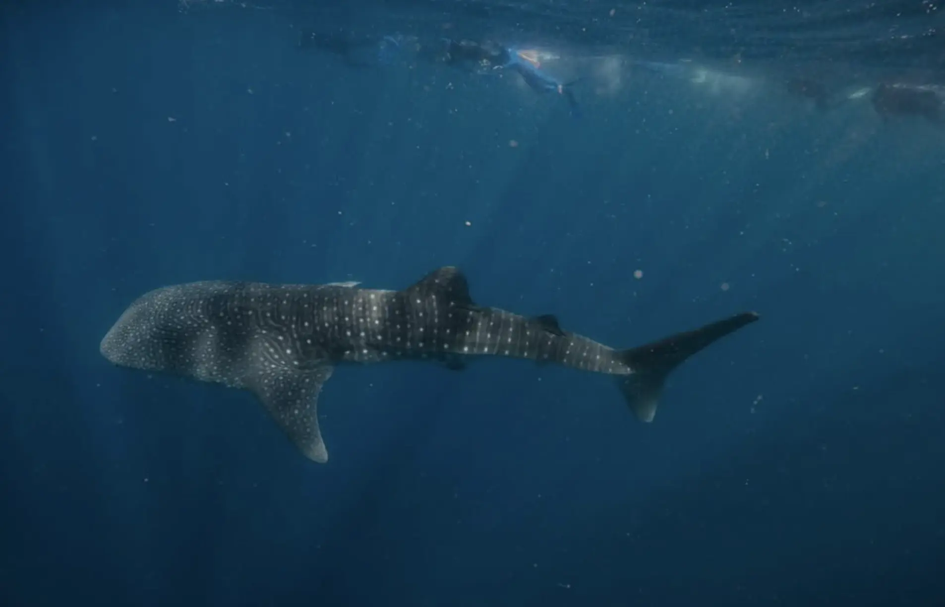 whale shark tours Perth